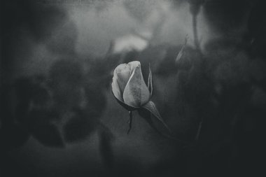 Güzel, narin bahar çiçekleri, güneşli bir bahçeye yakın planda yükseldi.