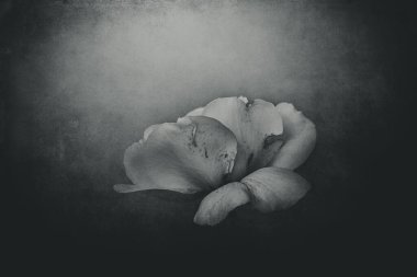 Güzel, narin bahar çiçekleri, güneşli bir bahçeye yakın planda yükseldi.