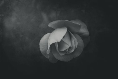 Güzel, narin bahar çiçekleri, güneşli bir bahçeye yakın planda yükseldi.