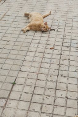 Güzel kızıl kedi sıcak bir öğleden sonra beton kaldırımda uzanıyor.