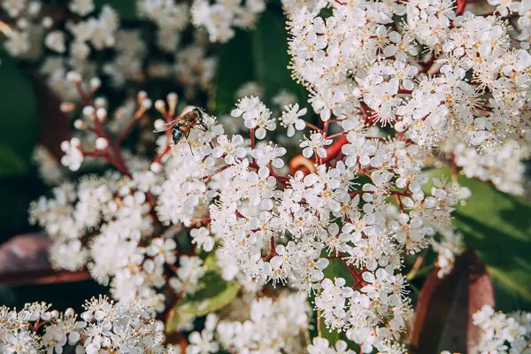 Krásný Jarní Keř Malými Bílými Květy Slunečný Den Close Mouchou — Stock fotografie