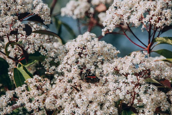 Krásný Jarní Keř Malými Bílými Květy Slunečný Den Close Motýlem — Stock fotografie