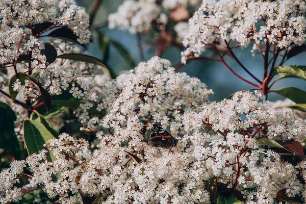 Beautiful Spring Bush Small White Flowers Sunny Day Close Butterfly — Stock Photo, Image