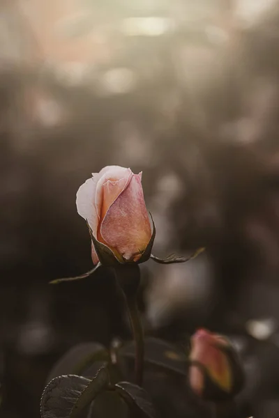 Bela Flor Delicada Primavera Rosa Close Jardim Ensolarado — Fotografia de Stock