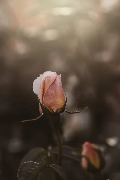 Hermosa Flor Primavera Delicada Levantó Cerca Jardín Soleado — Foto de Stock