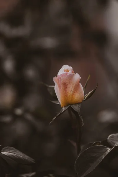 Mooie Delicate Lente Bloem Roos Close Een Zonnige Tuin — Stockfoto