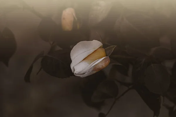 Όμορφη Λεπτή Άνοιξη Λουλούδι Αυξήθηκε Κοντά Ένα Ηλιόλουστο Κήπο — Φωτογραφία Αρχείου