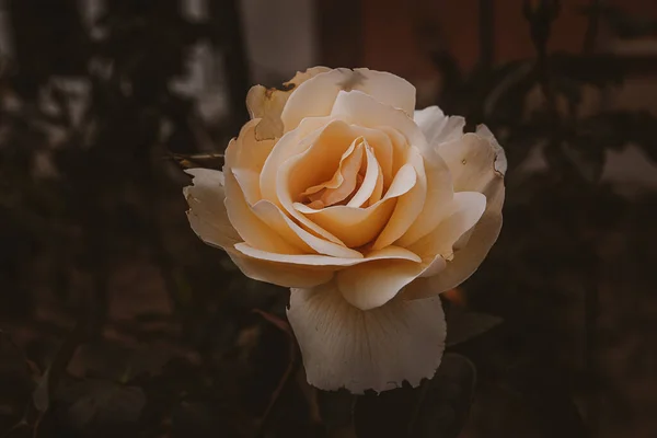 Piękny Delikatny Wiosenny Kwiat Róża Zbliżenie Słonecznym Ogrodzie — Zdjęcie stockowe