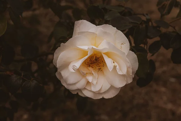 Bela Flor Delicada Primavera Rosa Close Jardim Ensolarado — Fotografia de Stock