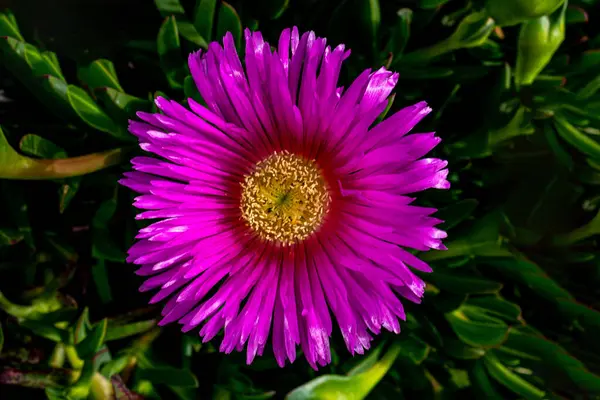 Belle Printemps Délicate Fleur Violette Plante Glace Parmi Les Feuilles — Photo