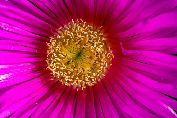 Όμορφη Άνοιξη Λεπτή Μωβ Λουλούδι Φυτό Πάγου Μεταξύ Των Πράσινων — Φωτογραφία Αρχείου