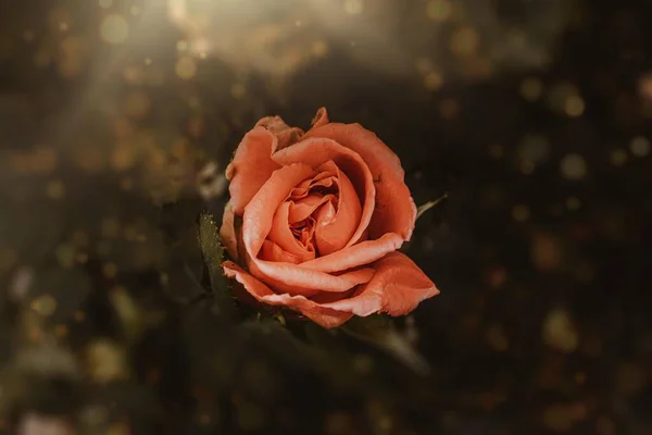 Piękny Delikatny Wiosenny Kwiat Róża Zbliżenie Słonecznym Ogrodzie — Zdjęcie stockowe