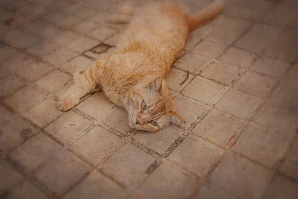 Красивий Імбирний Кіт Розслабляється Бетонній Тротуарі Теплий День — стокове фото
