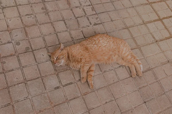 Smuk Ingefær Kat Lounging Betonbelægningen Varm Eftermiddag - Stock-foto