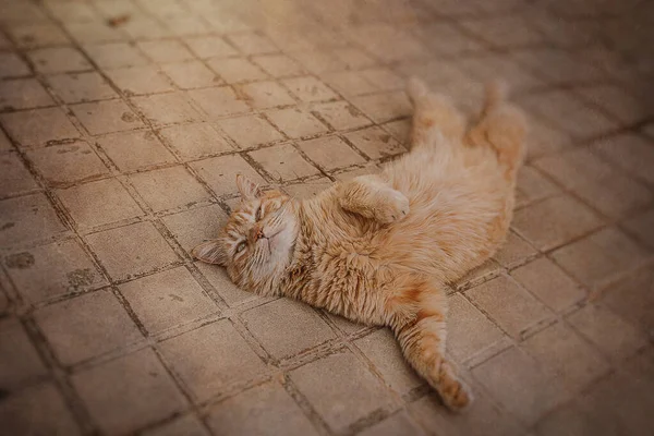 Krásná Zázvorová Kočka Povalující Betonovém Chodníku Teplém Odpoledni — Stock fotografie