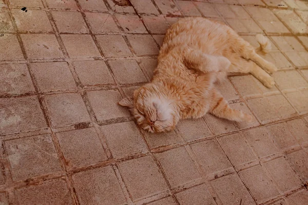 Όμορφη Γάτα Τζίντζερ Lounging Στο Τσιμεντένιο Πεζοδρόμιο Ένα Ζεστό Απόγευμα — Φωτογραφία Αρχείου