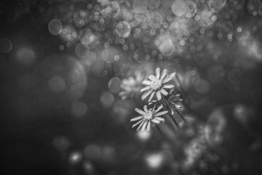 Güzel mavi kır çiçekleri güneşli bir bahar gününde bir çayırda kapanıyor.