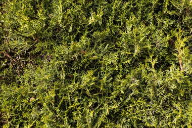 Yakın plan güzel yeşil kozalaklı thuja çalısı doğal bir arkaplan oluşturuyor.