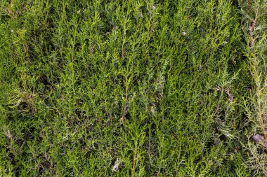 Yakın plan güzel yeşil kozalaklı thuja çalısı doğal bir arkaplan oluşturuyor.