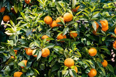 Güzel bir manaryn ağacı. Arkasında portakal meyveleri ve bitki yaprakları var. 