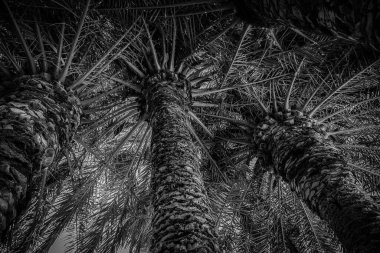 Güzel doğal arka plan egzotik yeşil palmiye yaprakları ve gövdesi