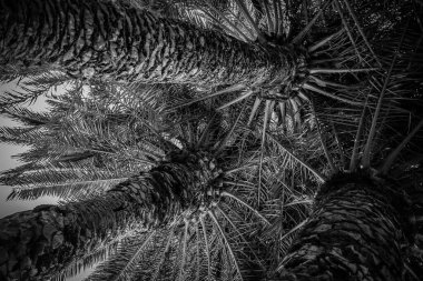 Güzel doğal arka plan egzotik yeşil palmiye yaprakları ve gövdesi