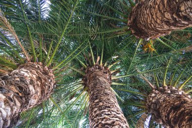 Güzel doğal arka plan egzotik yeşil palmiye yaprakları ve gövdesi