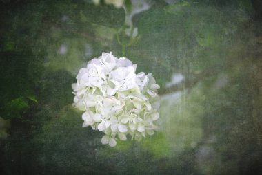 Ilık bir bahar gününde yeşil yaprakların arka planına yakın planda bir viburnum çalısının güzel çiçeği.