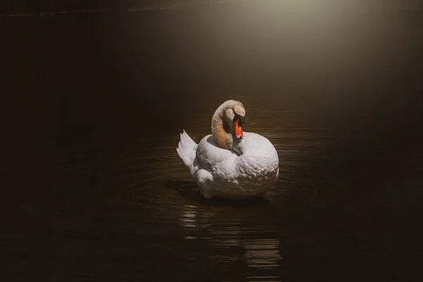 Beautiful White Swan Bird Water Sunshine — Stock Photo, Image