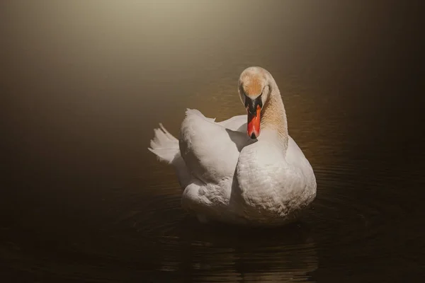 Beautiful White Swan Bird Water Sunshine — Stock Photo, Image