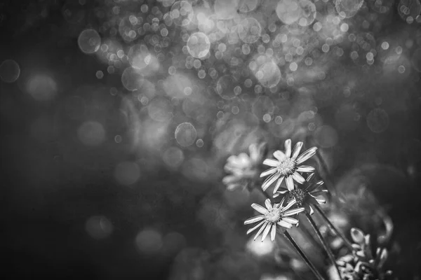 Schöne Blaue Wildblumen Aus Nächster Nähe Auf Einer Wiese Einem — Stockfoto