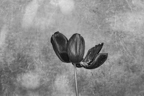 Bela Tulipa Roxa Fundo Verde Jardim Verão — Fotografia de Stock
