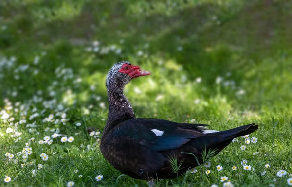 Hermoso Pato Blanco Negro Sobre Fondo Verde Bajo Cálido Sol — Foto de Stock