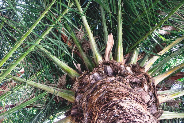 Piękne Naturalne Tło Egzotyczne Zielone Liście Palmy Pnia — Zdjęcie stockowe