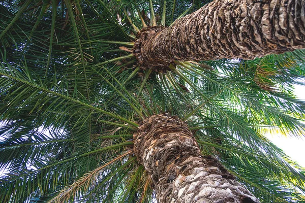 Bello Sfondo Naturale Esotico Foglie Palma Verde Tronco — Foto Stock