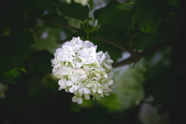 Bel Fiore Cespuglio Viburno Primo Piano Uno Sfondo Foglie Verdi — Foto Stock