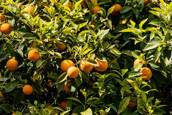 Ein Schöner Manaryn Baum Mit Orangefarbenen Früchten Vor Dem Hintergrund — Stockfoto