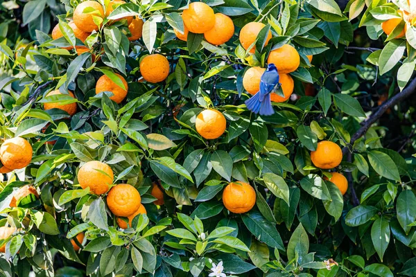 Ein Schöner Manaryn Baum Mit Orangefarbenen Früchten Vor Dem Hintergrund — Stockfoto