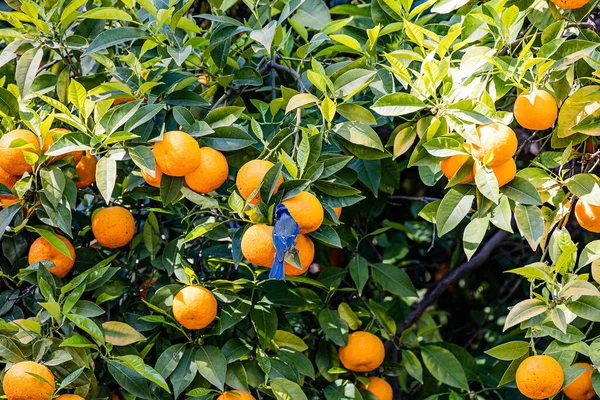 Ein Schöner Manaryn Baum Mit Orangefarbenen Früchten Vor Dem Hintergrund — Stockfoto