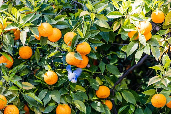 Ein Schöner Manaryn Baum Mit Orangefarbenen Früchten Vor Dem Hintergrund — Stockfoto