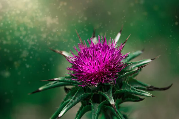 Beautiful Purple Thistle Flower Close Green Meadow Sunny Spring Day — Stock Photo, Image