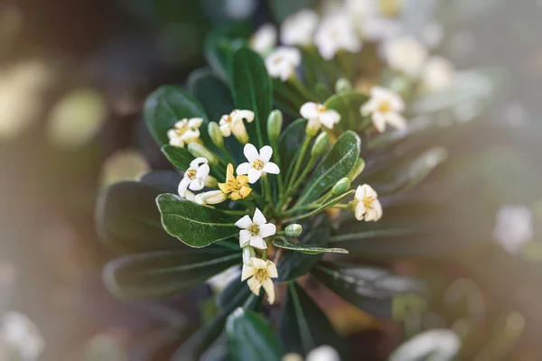 Bel Fiore Bianco Cespuglio Primo Piano Uno Sfondo Foglie Verdi — Foto Stock