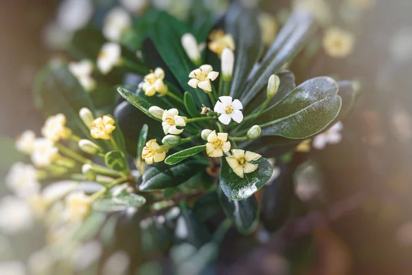 Mooie Witte Bloem Van Een Bush Close Tegen Een Achtergrond — Stockfoto