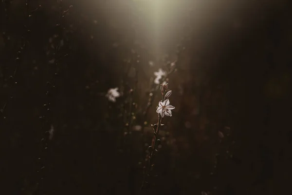 Belle Fleur Champ Blanc Été Dans Les Rayons Soleil Sur — Photo