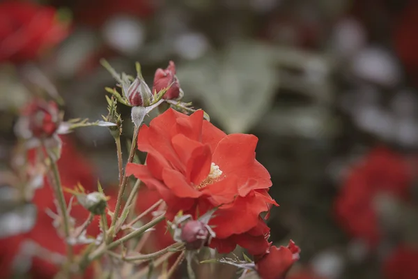 Bella Rosa Rossa Sullo Sfondo Foglie Verdi Arbusto Giardino Nella — Foto Stock