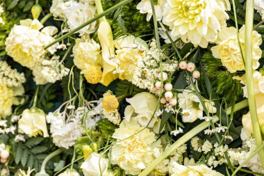 Güzel, doğal, beyaz bir arka plan ve yakın plan çiçekleri var.