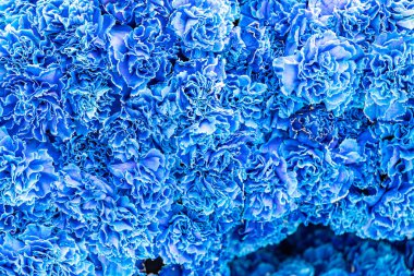 Güzel, doğal, mavi arka plan. Çiçekler yakın plan.