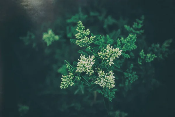 Красива Біла Квітка Куща Крупним Планом Фоні Зеленого Листя Сонячний — стокове фото