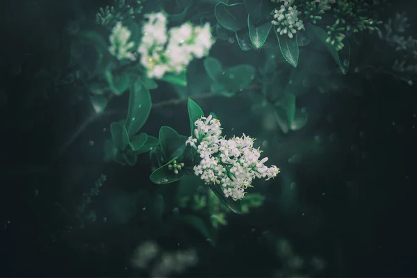 Красивый Белый Цветок Куста Крупным Планом Фоне Зеленых Листьев Солнечный — стоковое фото