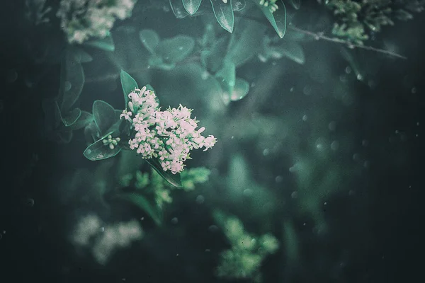 Vacker Vit Blomma Buske Närbild Mot Bakgrund Gröna Blad Solsken — Stockfoto